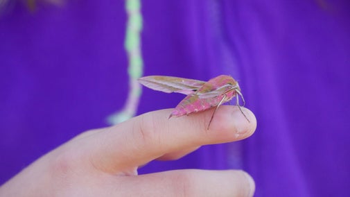 Large pink and green furry moth sitting on a child's finger.